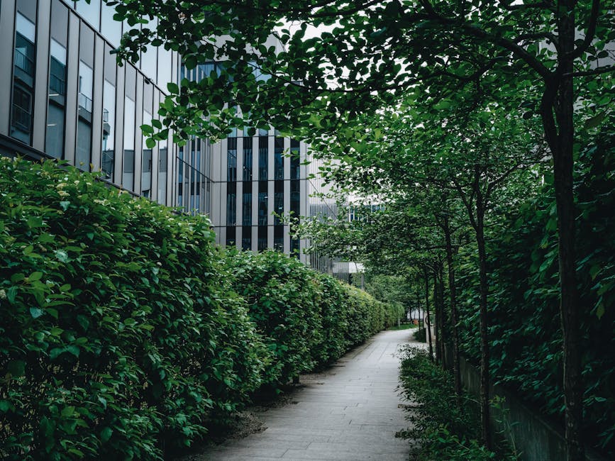 A gardener from Poplar gardeners is seen from behind, using long-handled pruning shears to trim a dense, well-maintained hedge in a lush outdoor garden. The hedge, composed of small, oval-shaped green