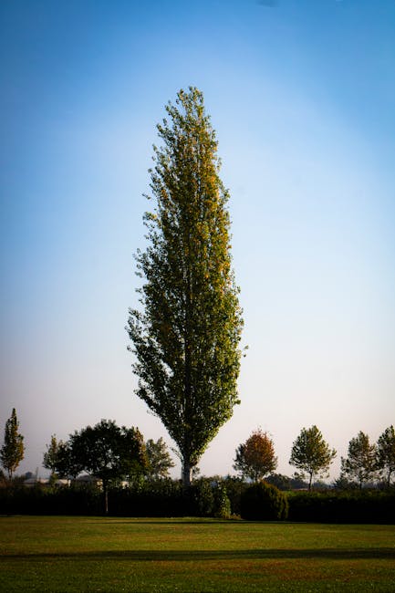 A landscape scene featuring a well-maintained garden area with a variety of trees, including tall, slender poplar trees with light green foliage and broader, bushier deciduous trees with darker green 